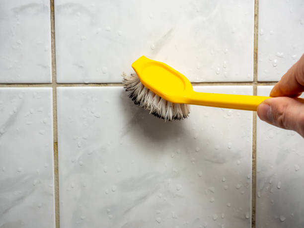 Best White Mold Remediation in Ashland, OR