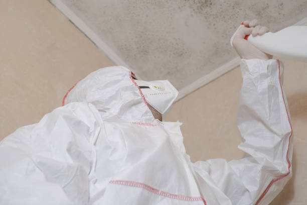 Best Residential Mold Remediation in Ashland, OR